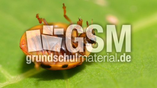 Asiatischer_Marienkäfer (1).jpg